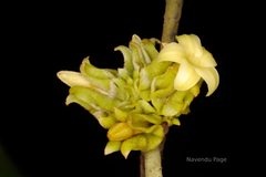 Diospyros candolleana